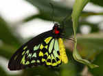 bfly.jpg (195479 bytes)