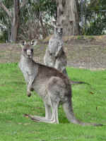 roos.jpg (292183 bytes)